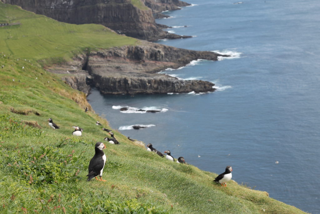 Must see guide til Færøerne - rejse - Thorshavn, Mykines, Kællingen og Risin 